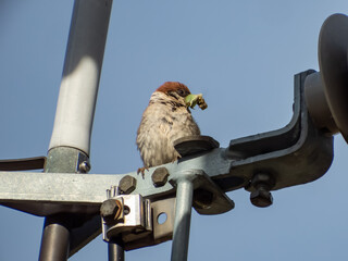 Close-up of the Eurasian tree sparrow (Passer montanus) sitting on metal beam with an insect in...