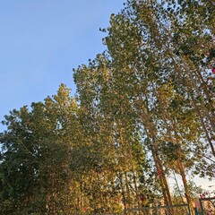 Peaceful evening sky with a line of leafy trees