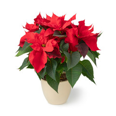 Single red Poinsettia flowering potted plant isolated on white background close up