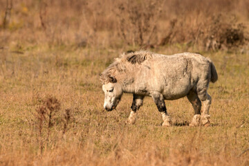 Fototapeta premium A cute fat little gray pony with a mane full of burdocks and a cut short tail in a autumn pasture