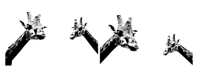 giraffe grunge illustration set