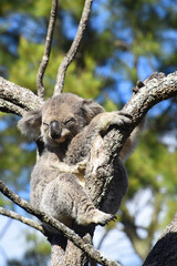 wild koala (Phascolarctos cinereus) resting in the lush green coastal bush forest at Kennett River along the Great Ocean Road near the Otways in Victoria, Australia