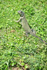 iguana 