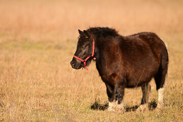 A cute very fat bay little pony standing in an autumn pasture