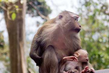 pig-tailed macaque (Macaca leonina) in Vietnam. Mother and child are doing fine