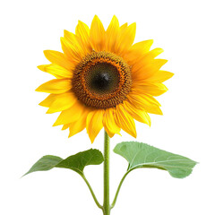Fototapeta premium Bright yellow sunflower with green leaves and stem, isolated on transparent cutout background