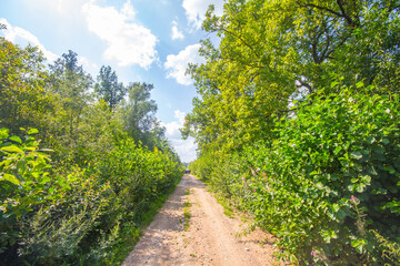 Country road through deciduous forest, oak wood