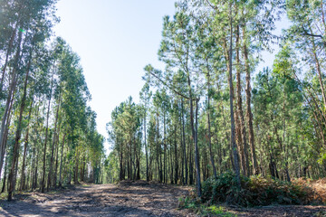 Dirt road winding through a lush pine forest in Portugal, bathed in natural sunlight. Peaceful, scenic, and perfect for outdoor and travel concepts.