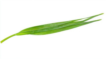 Fototapeta premium Closeup of a Vibrant Green Leaf