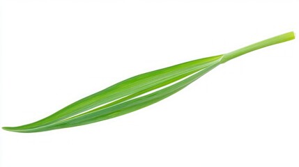 Close-up of a Vibrant Green Leaf