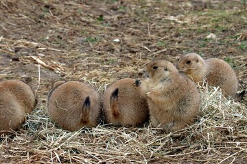 chien de prairie