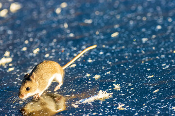 The Mouse year. Mice, voles cross the river on ice, winter migration in case of food shortage