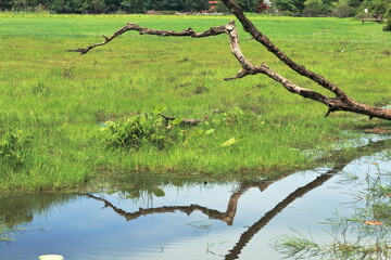 Stillness and Reflection: A Cambodian Wetland