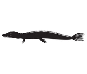 Fototapeta premium Silhouette of a alligator fish