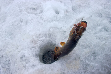 Winter fishing. Pike is hooked with pike trap. Fisherman to fish out trophy from ice hole against background of snowy river bank with thickets of reeds and willows