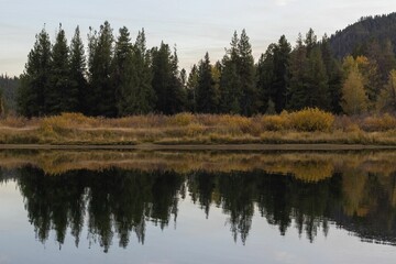 Obraz premium Trees Reflection in Grand Teton National Park