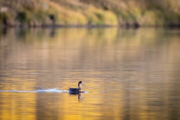 Duck Swimming at Oxbow Bend