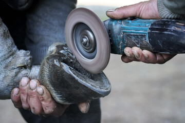 Farrier cleaning and brushing horse hoof with rotary grinder tool before installing new horseshoe,...