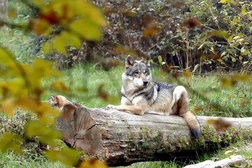 loup