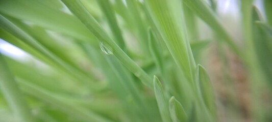 dew on grass