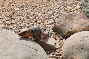 Fototapeta premium close up of Gallotia Stehlini also known as Canary Island Giant Lizard in Spain