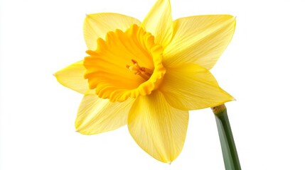 Fototapeta premium Radiant Yellow Daffodil in Springtime