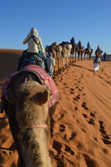 camel in the desert
