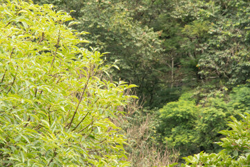 leaves background of tres and nature