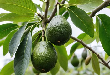 An avocado tree with ripe avocados growing on it