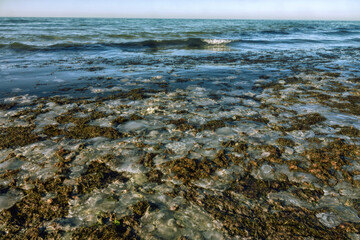 Dominance of jellyfish and algae as a result of changes in natural balance. Dead inhabitants of sea as result of changes in nature. In this case, salinity of water is increasing due to human activity