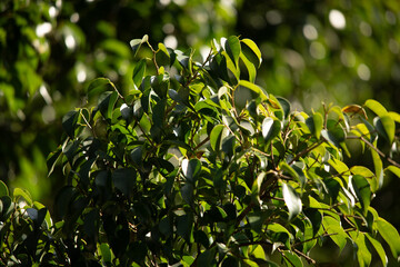 Obraz premium leaves background of tres and nature