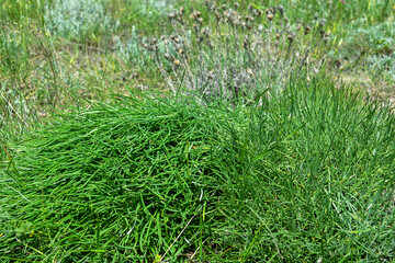 Sea grape, ephedra (Ephedra distachya) evergreen branching semi-shrub of dry, hot areas. Feodosiya...