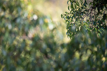 leaves background of tres and nature