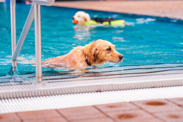 Golden Retriever Swimming in a Refreshing Pool While Another Dog Floats With Orange Ball, Fun and Joyful Summer Day for Pets