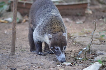 white nosed coati