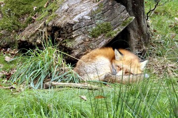 renard