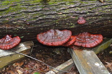 red fungi © A
