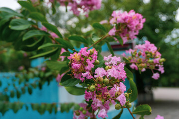 close-up photo of a bush and pink flowers in the park in summer
