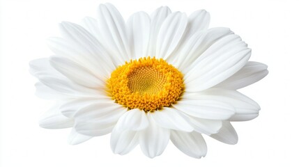 Delicate White Daisy, A Pristine Floral Beauty