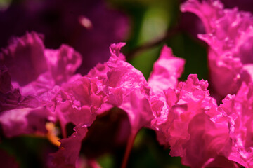 bougainvillea flowers close up, macro photo