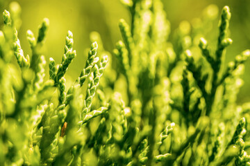 green grass background