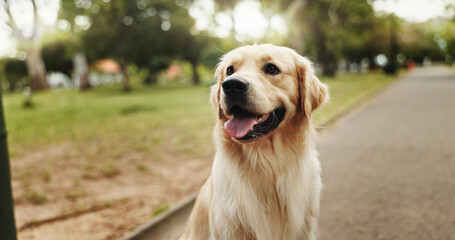 Happiness, relax and dog in park, pet and cheerful with fur, summer and carefree. Outdoor, sunshine...