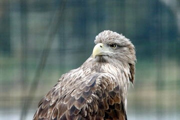 aigle