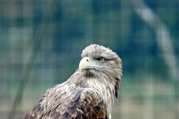 aigle