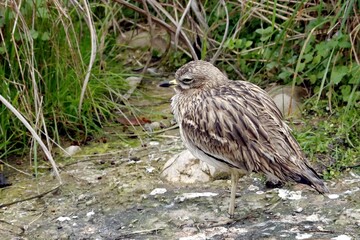 oiseau