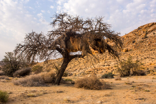 An Acia tree, in the barren dry landscape of the Sperrgebiet Rand Park in Namibia, with a large sociable weaver bird nest, in it.