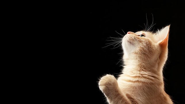 Cat pawing at blank space, ready for custom text, animal meme graphic, playful curiosity