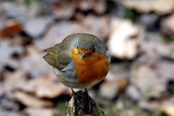 oiseau