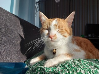 cat on a window sill
