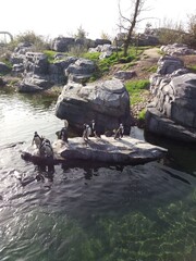 A group of penguins perched on rocks, enjoying the sun beside a small pond. The birds are standing upright, some facing the water and others basking in the sunlight.